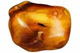 Detailed Fossil Bristletail (Archaeognatha) In Baltic Amber #109471-1